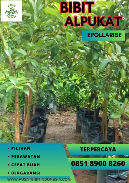 0851.8900.8260 (tsel) epollarise   Bibit Alpukat Miki Di Bandung