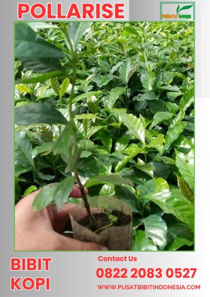 0822 2083 0527 ( Tsel ) Pollarise,  Bibit Kopi Arabika