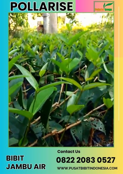 0822 2083 0527 (TSEL) Pollarise, Bibit Jambu Air Merah