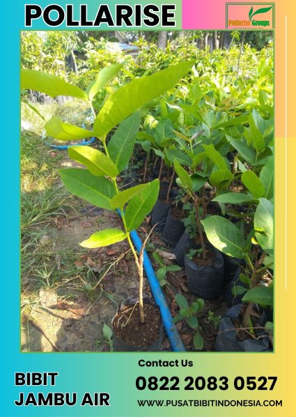 0822 2083 0527 (TSEL) Jual Bibit Jambu Air Green Giant