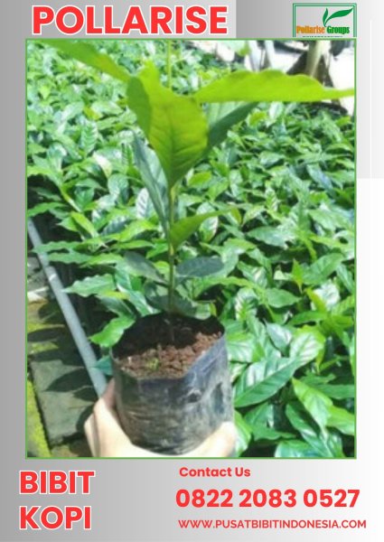 0822 2083 0527 ( Tsel ) Pollarise,    Bibit Kopi Robusta Bersertifikat