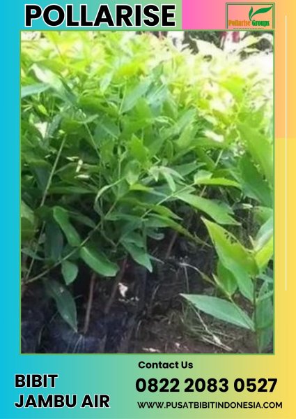 0822 2083 0527 (TSEL) Bibit Jambu Air Unggulan