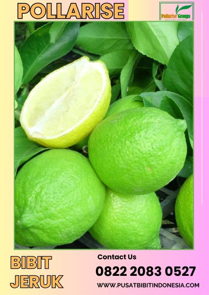 0822.2083.0527 (Tsel) Pollarise  Bibit Jeruk Nipis Okulasi