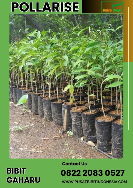 0822 2083 0527 (TSEL) Pollarise Harga Bibit Gaharu Super