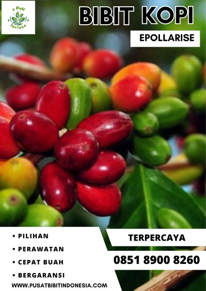 0851 8900 8260 ( Tsel ) epollarise  Bibit Kopi, Bibit Kopi Arabika Sigarar Utang