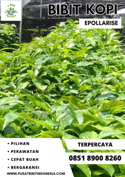 0851 8900 8260 ( Tsel ) epollarise  Bibit Kopi, Bibit Kopi Arabika Asal Bibit Siap Ditanam Saat