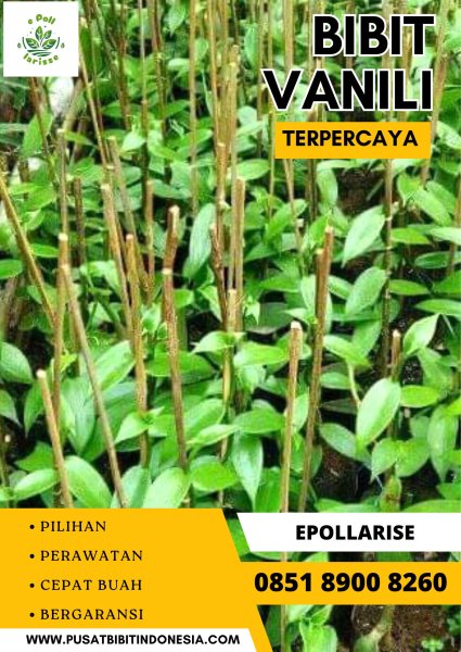 0851.8900.8260 (tsel) e pollarise  Bibit Vanili Magelang