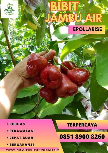 0851 8900 8260 (TSEL) Harga Bibit Jambu Air Ungu
