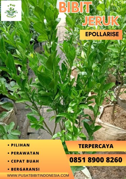 0851.8900.8260 (tsel)  e pollarise  Bibit Jeruk Bali Merah