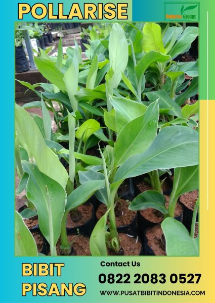 CALL 0822.2083.0527 Jual Bibit Pisang Cavendish Di Lampung
