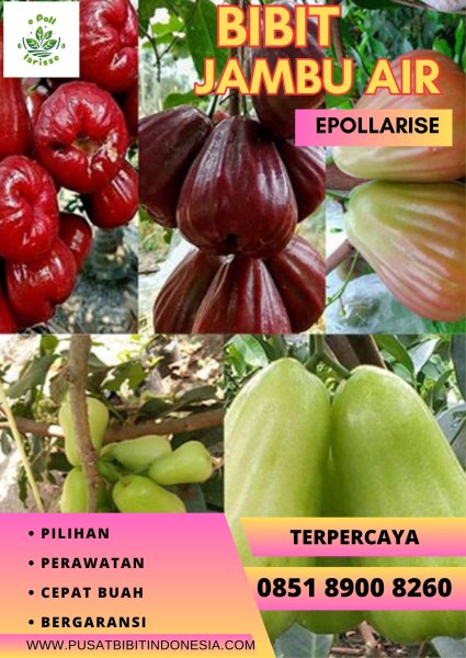 0851 8900 8260 (TSEL) epollarise, Bibit Jambu Air Madu Deli Hijau