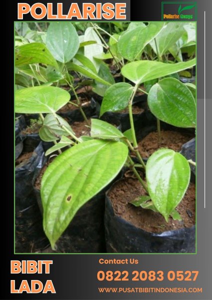 0822.2083.0527 (Tsel) Pollarise Bibit Lada Bogor