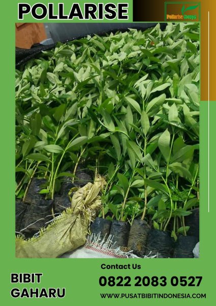 0822 2083 0527 (TSEL) Pollarise Bibit Kayu Gaharu Super King