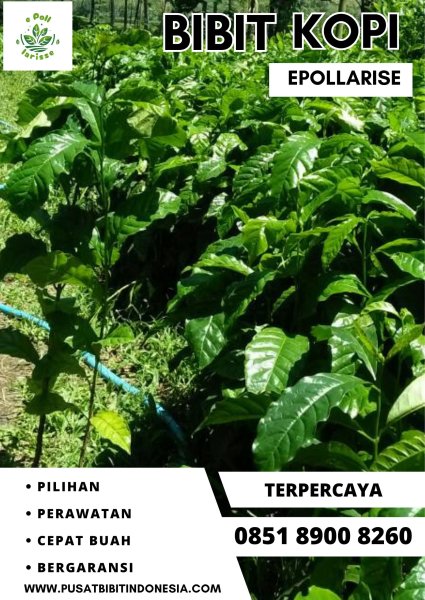 0851 8900 8260 ( Tsel ) epollarise  Bibit Kopi, Bibit Kopi Robusta Bersertifikat