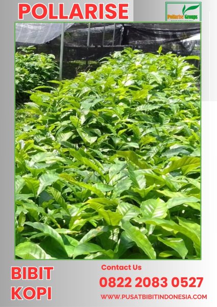 0822 2083 0527 ( Tsel ) Pollarise,  Bibit Kopi Arabika Gayo
