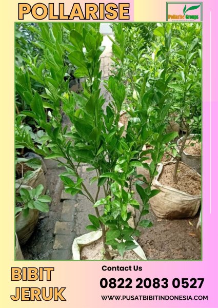 0822.2083.0527 (Tsel) Pollarise  Bibit Jeruk Keprok Siam