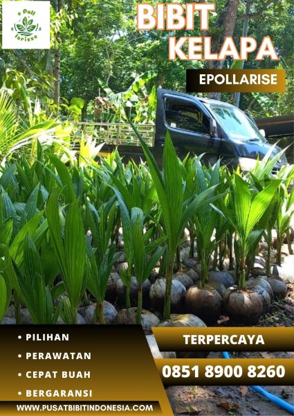 0851.8900.8260 (TSEL) epollarise  Jual Bibit Kelapa Hibrida Jawa Tengah