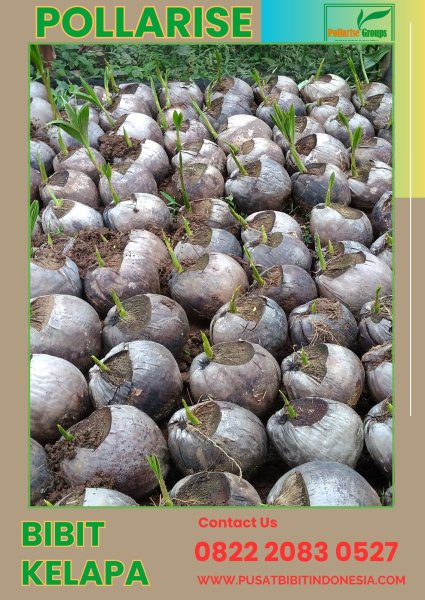 0822.2083.0527 (Tsel) Keunggulan Kelapa Genjah Entok