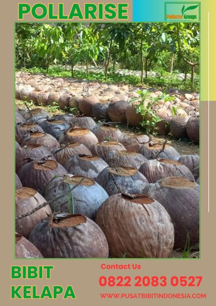 0822.2083.0527 (Tsel) Jual Benih Kelapa Genjah Di Bali