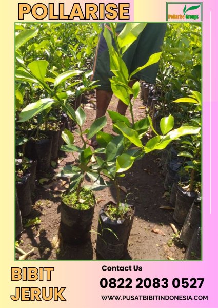 0822.2083.0527 (Tsel) Pollarise  Beli Bibit Jeruk Keprok Di Bali