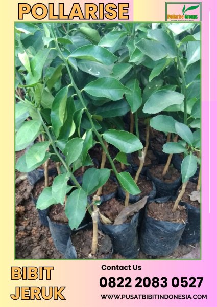 0822.2083.0527 (Tsel) Pollarise Bibit Jeruk Keprok Di Malang