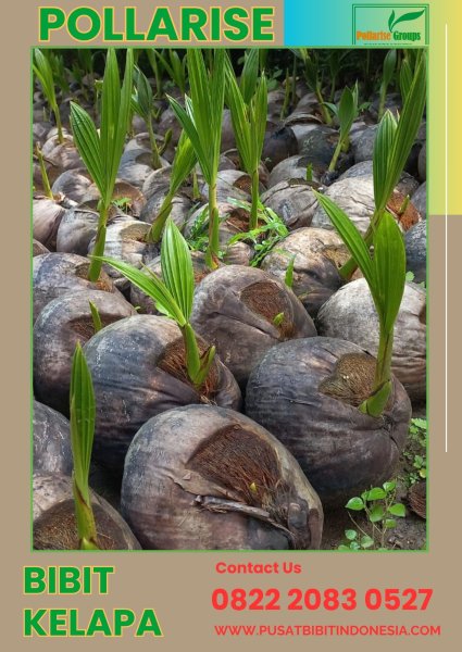 0822.2083.0527 (Tsel) Benih Kelapa Genjah Entok Kebumen