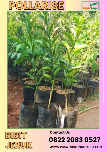 0822.2083.0527 (Tsel) Pollarise  Harga Bibit Jeruk Keprok