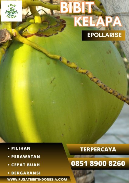 0851.8900.8260 (TSEL) epollarise  Jual Bibit Kelapa Hibrida Jambi