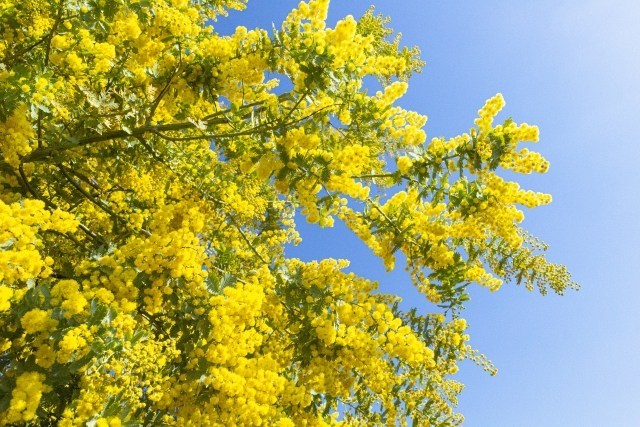 Hoa Mimosa ở Nhật