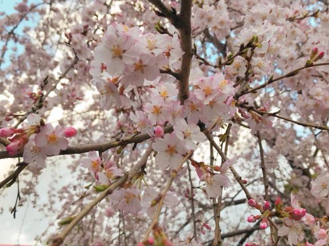 Hoa anh đào Someiyoshino