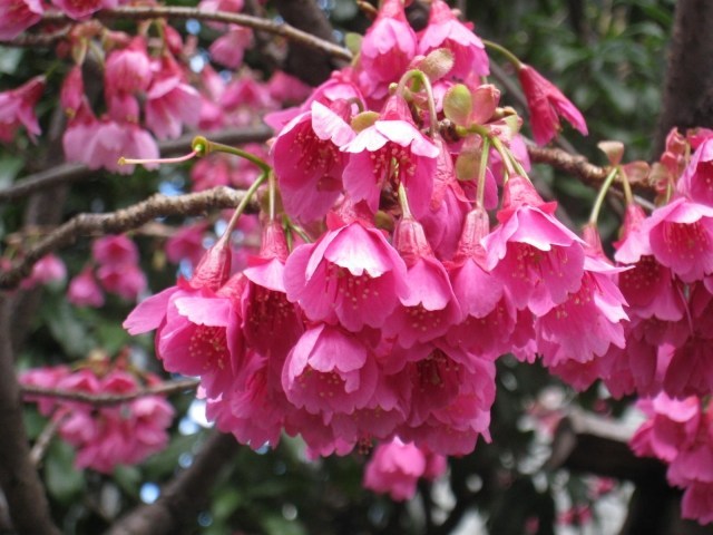 Hoa anh đào Kanhi Zakura