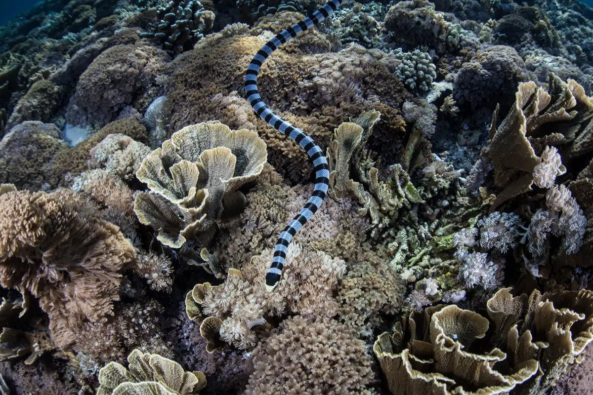 Sea Snake Thailand: Dive Safely with These Tips, image size:1200x800