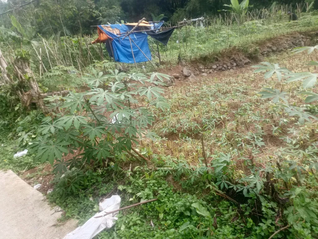Dijual tanah kebun 1300m2 strategis ciapus tamansari bogor