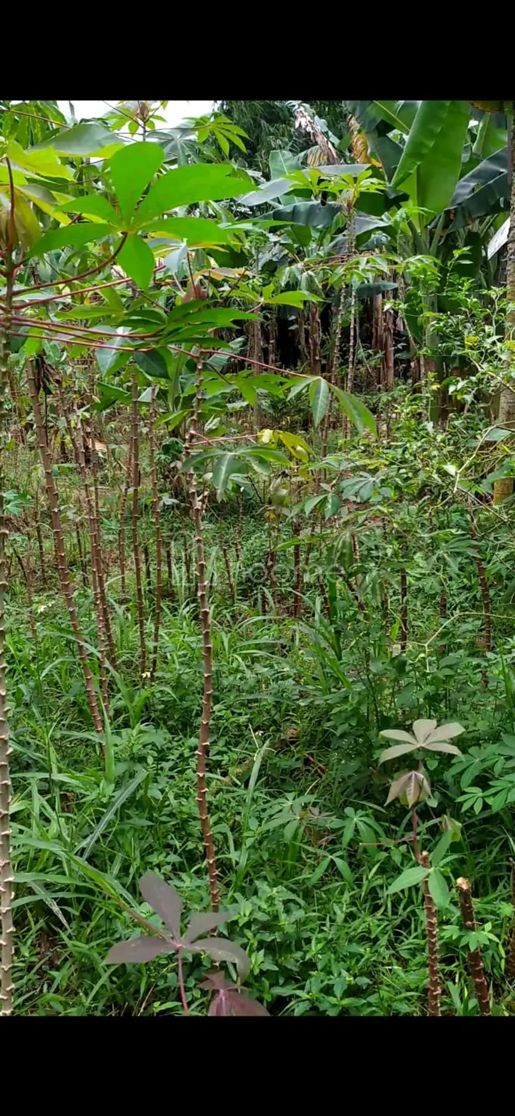 Tanah Kavling SHM 350 m2 Pabuaran Cibinong Akses Jalan Beton — foto 2 dari 4
