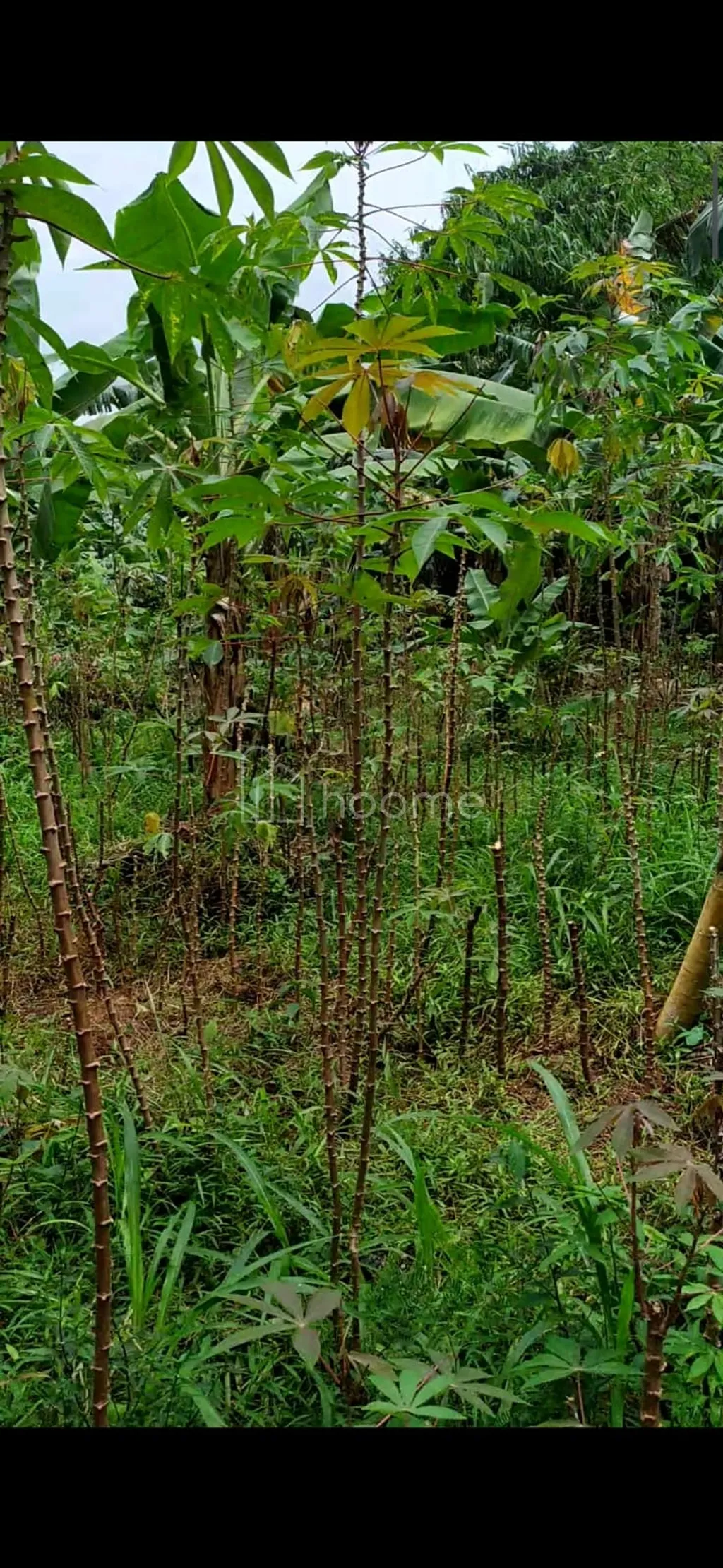 Tanah Kavling SHM 350 m2 Pabuaran Cibinong Akses Jalan Beton