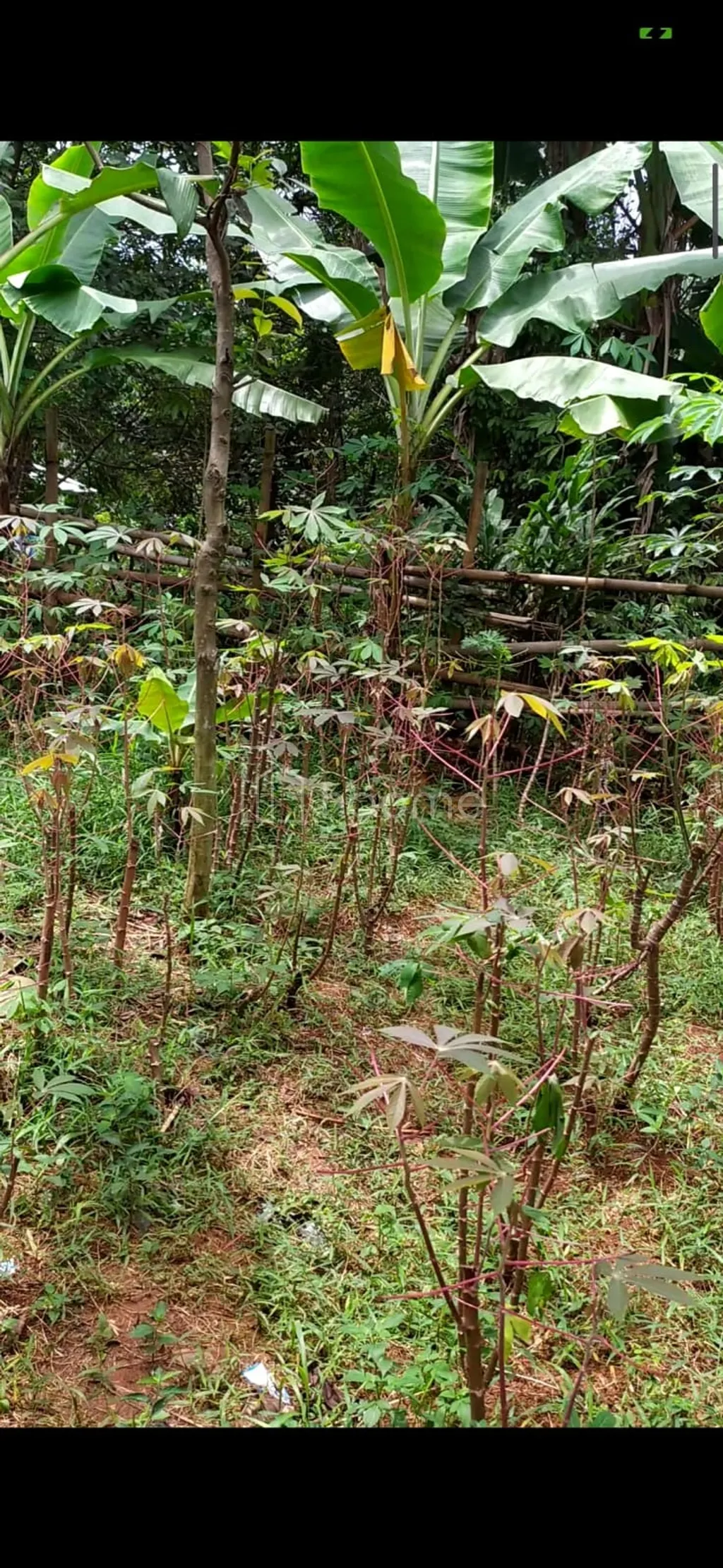 Tanah Kavling SHM 350 m2 Pabuaran Cibinong Akses Jalan Beton