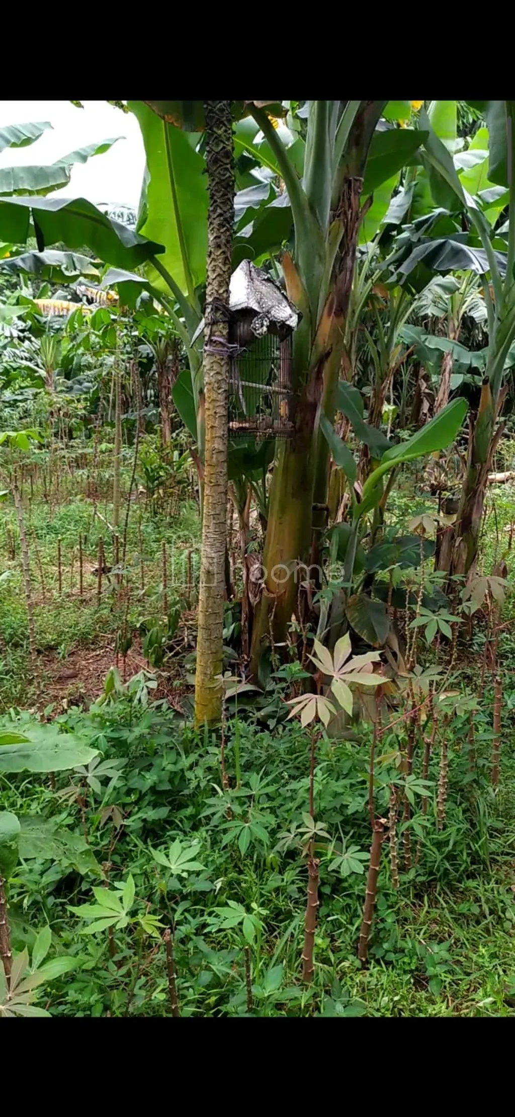 Tanah Kavling SHM 350 m2 Pabuaran Cibinong Akses Jalan Beton