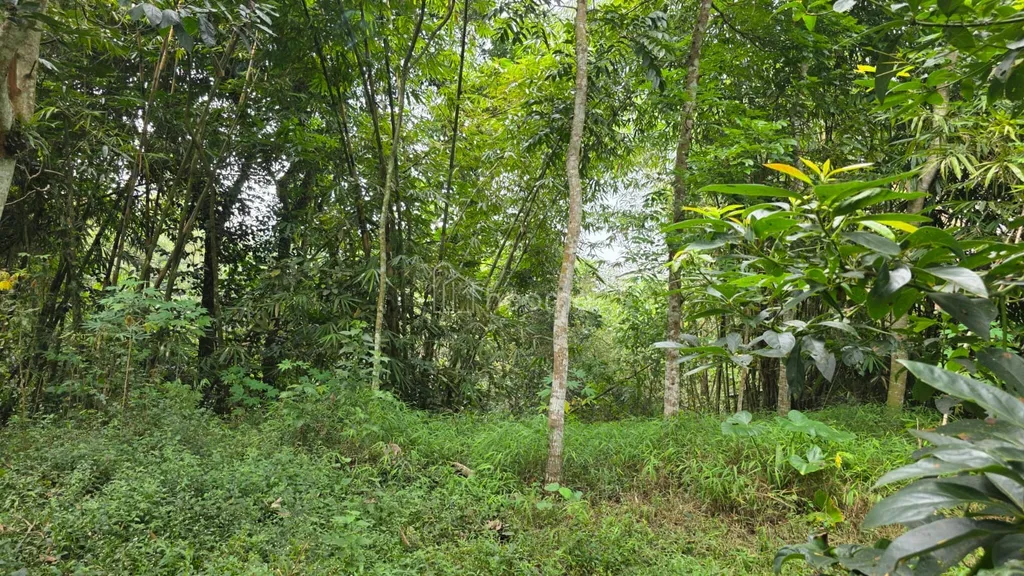 JUAL CEPAT! Tanah SHM Pekarangan Luas 2314 m² Lebar Depan 20 Meter di Ngelosari, Purwobinangun, Pakem, Sleman – Harga Rp 1,2 Juta/m² (Total ±Rp 2,776 Miliar) – Lokasi Alami, Air Mengalir Sepanjang Masa, Dekat 20+ Wisata Kaliurang!