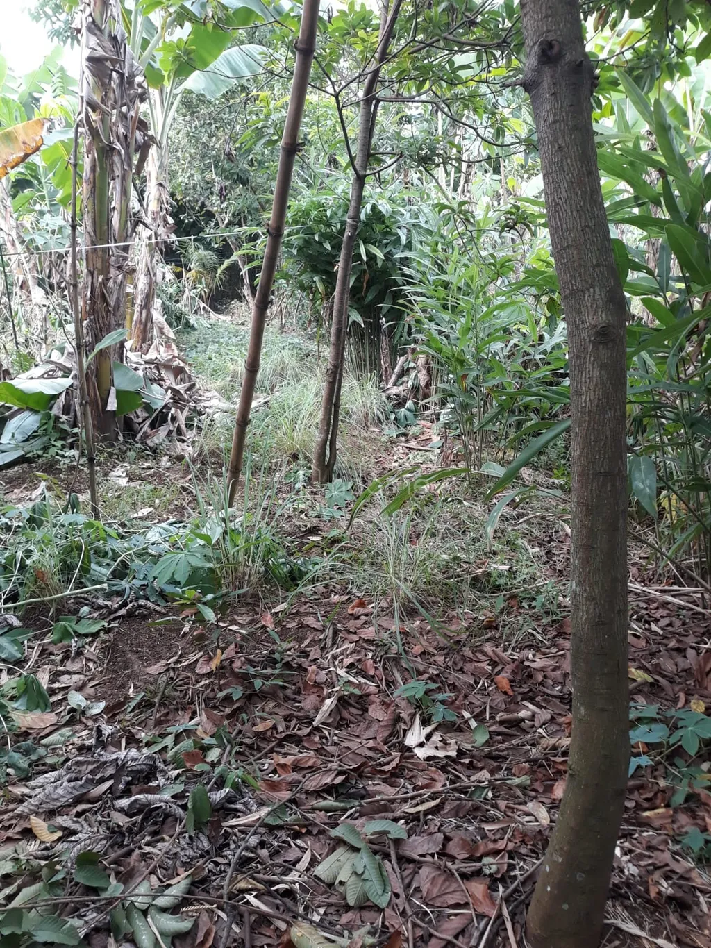 Jual cepat BU tanah SHM 1026 m2 di Parung-Bogor, tanpa perantara