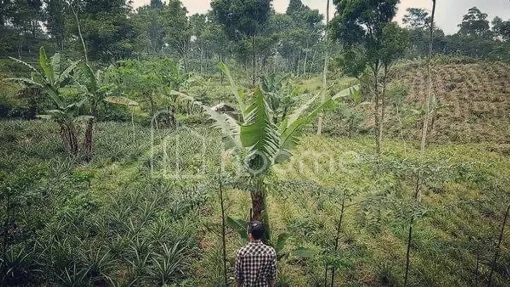 Dijual Tanah Strategis 5.154 m² di Pemalang – Potensi Investasi Menjanjikan