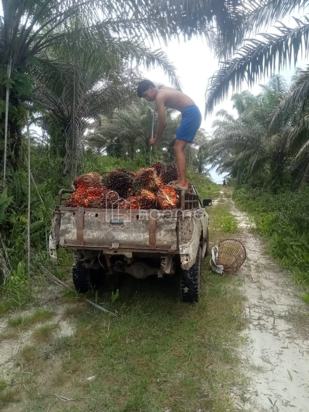 Dijual Kebun Sawit Luas 2.085,68 ha di Sambas Kalimantan Barat
