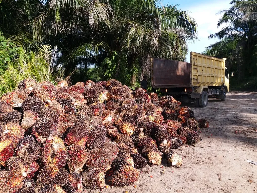 Dijual Kebun Sawit Luas 2.085,68 ha di Sambas Kalimantan Barat