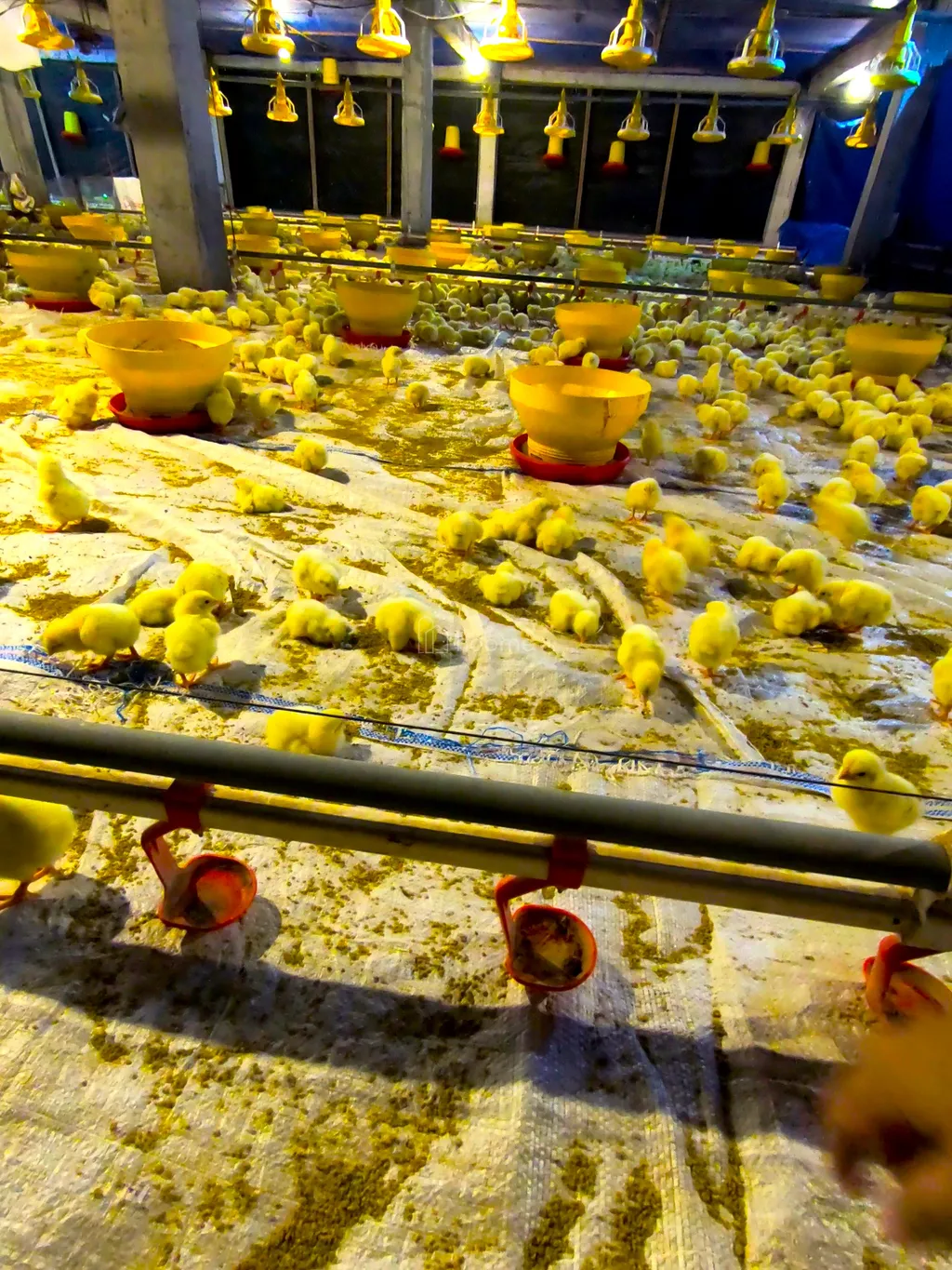 *Harga Terbaik* Kandang 60,000 Ayam Modern Close House Full Automatic.