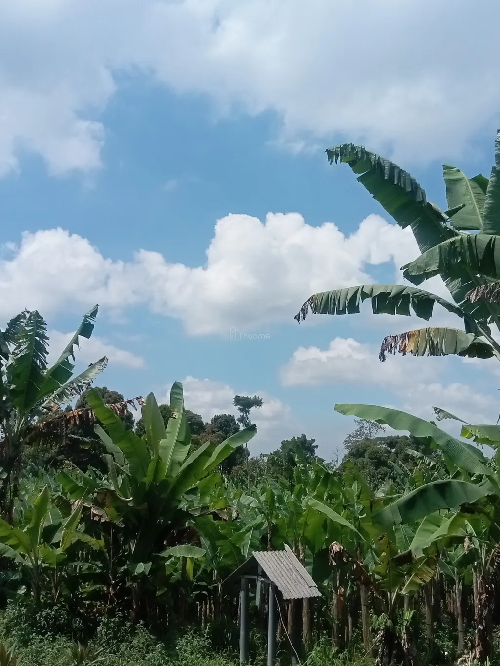 Jual cepet tanah ukuran 8000rb.meter lebih — foto 3 dari 3