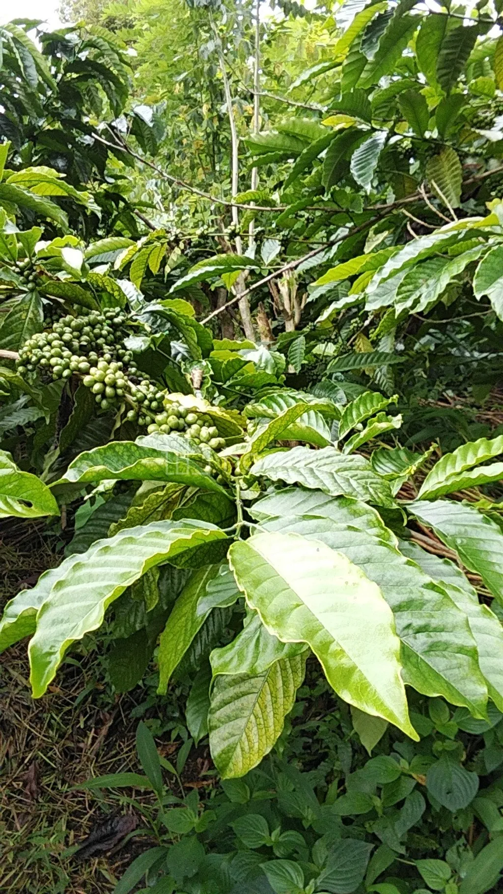 Tanah Kebun Full Kopi, Luas 8 Hektar Pujungan Tabanan Bali 
