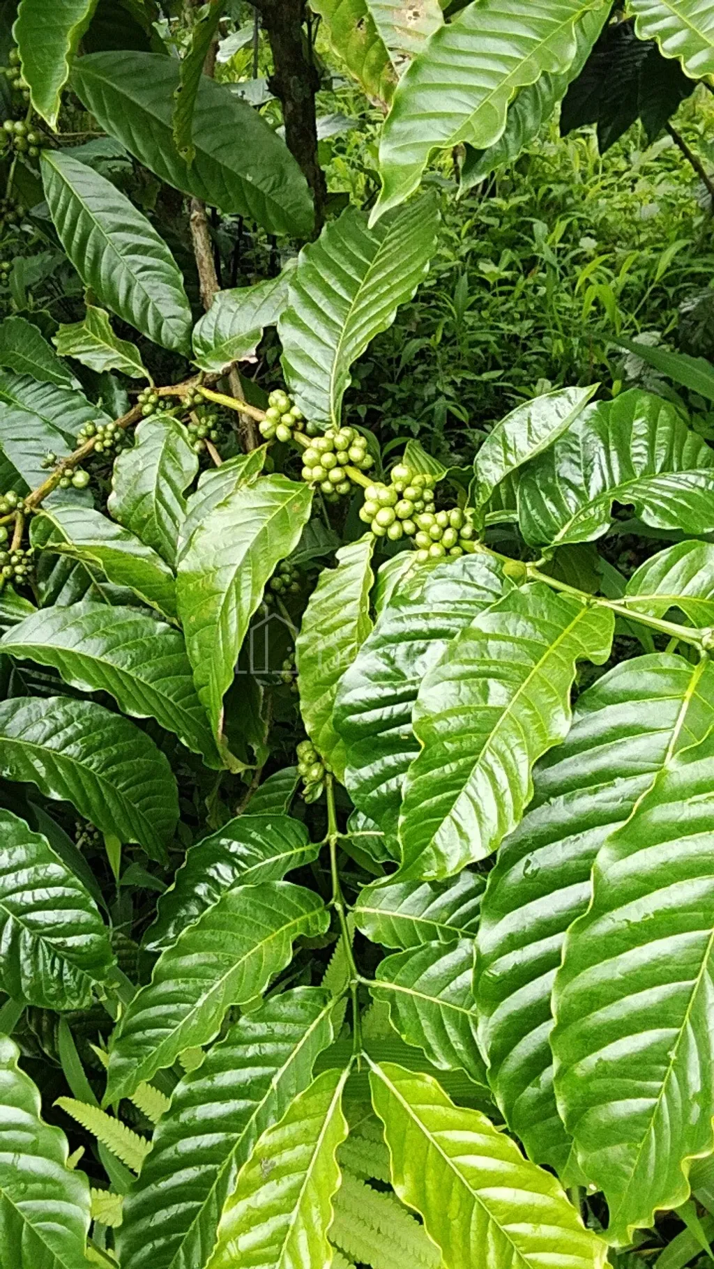 Tanah Kebun Full Kopi, Luas 8 Hektar Pujungan Tabanan Bali 