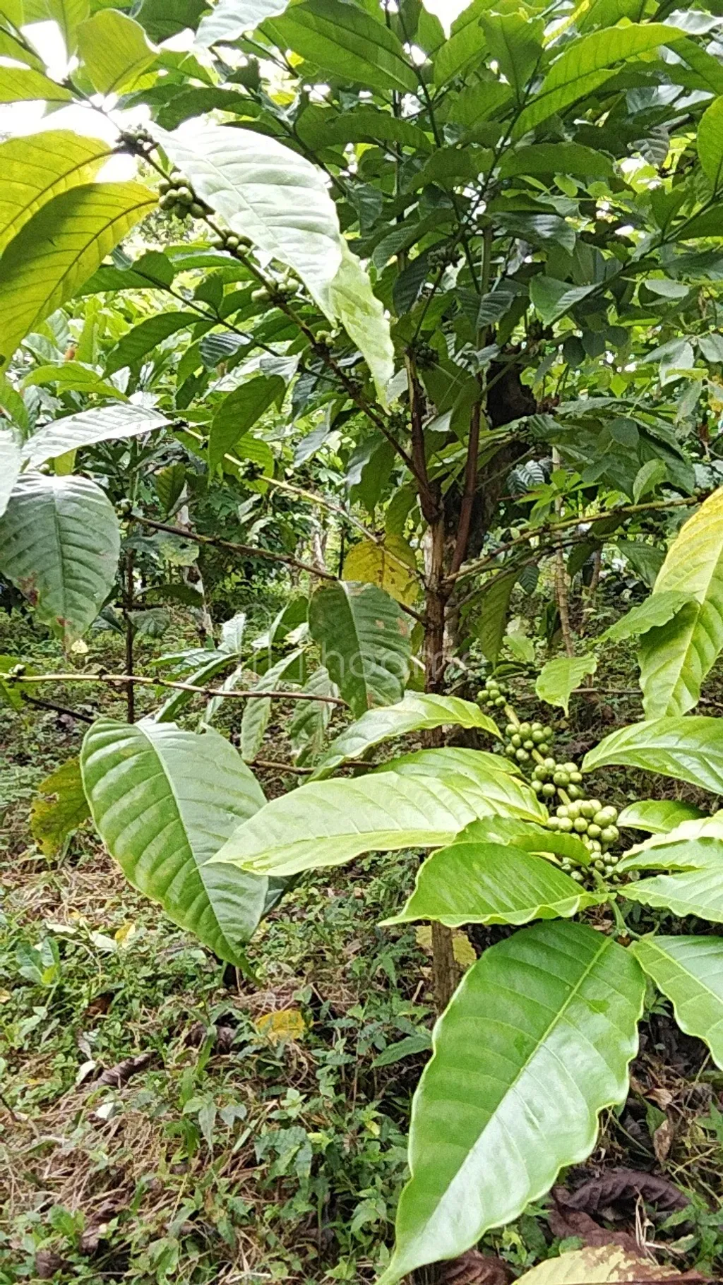 Tanah Kebun Full Kopi, Luas 8 Hektar Pujungan Tabanan Bali 