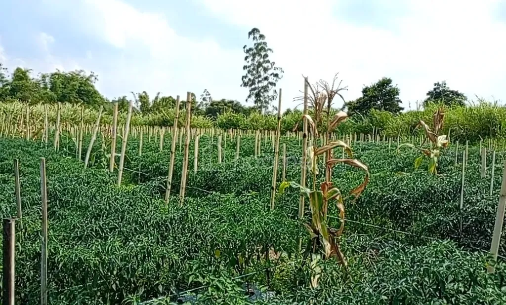 JUAL TANAH SHM DI DOLAT RAYAT BERASTAGI 5.834M² O8IZ643O4I89