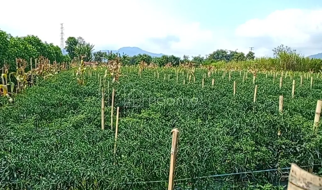 JUAL TANAH SHM DI DOLAT RAYAT BERASTAGI 5.834M² O8IZ643O4I89