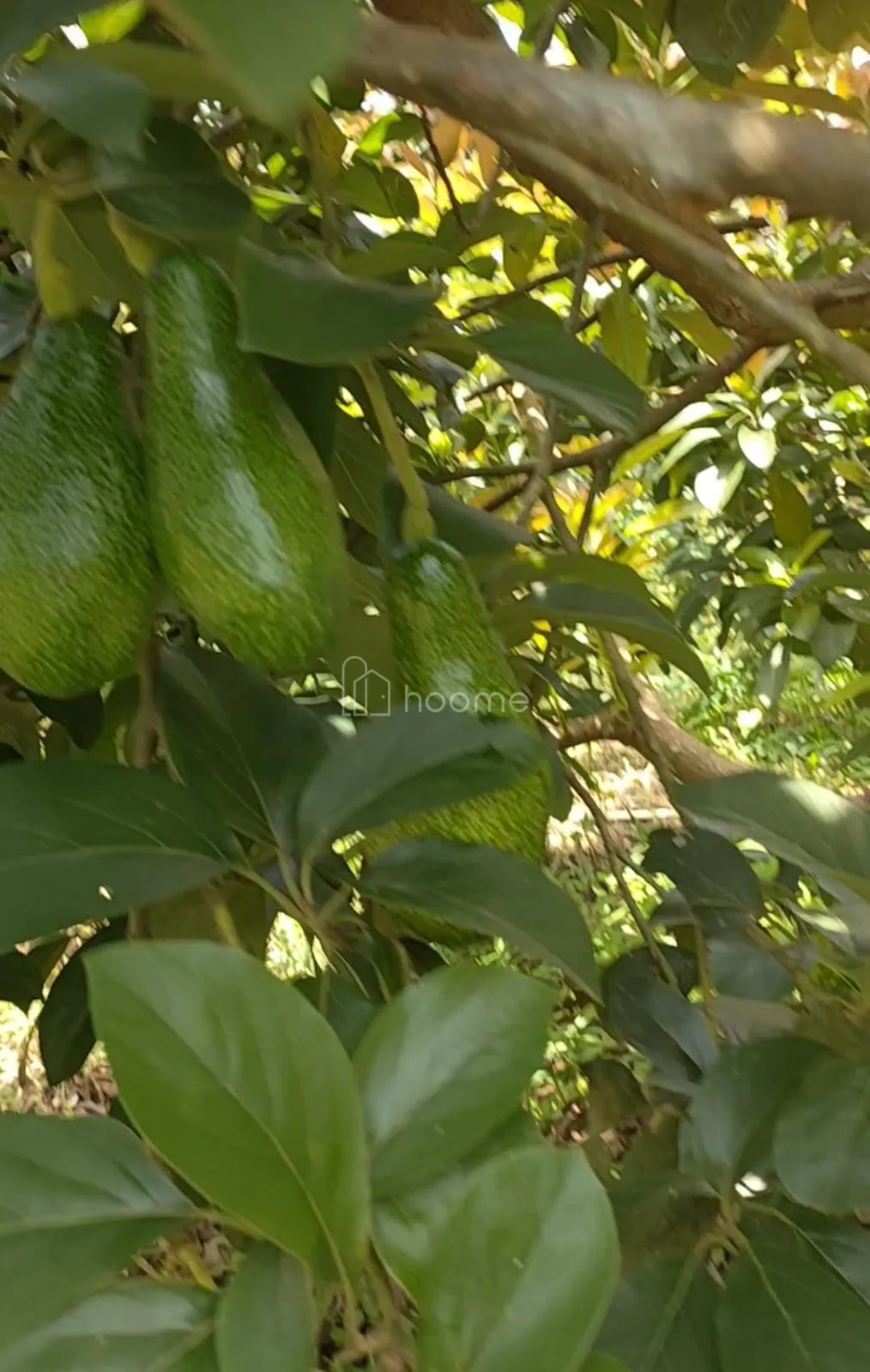 Dijual Tanah DiJUAL KEBUN DURIAN Duri Hitam-AJB — foto 4 dari 4